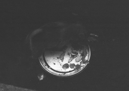 アロンの子供04