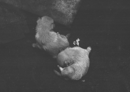 アロンの子供08