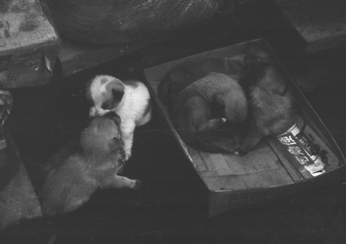 アロンの子供09