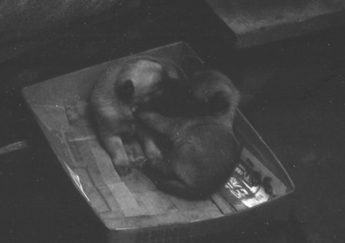 アロンの子供11