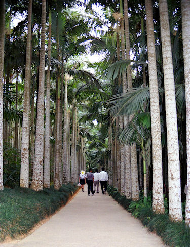 沖縄17東南植物楽園