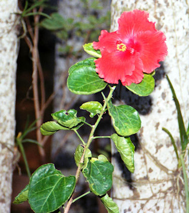 沖縄20東南植物楽園