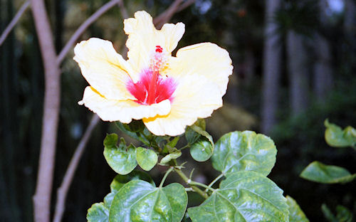 沖縄21東南植物楽園