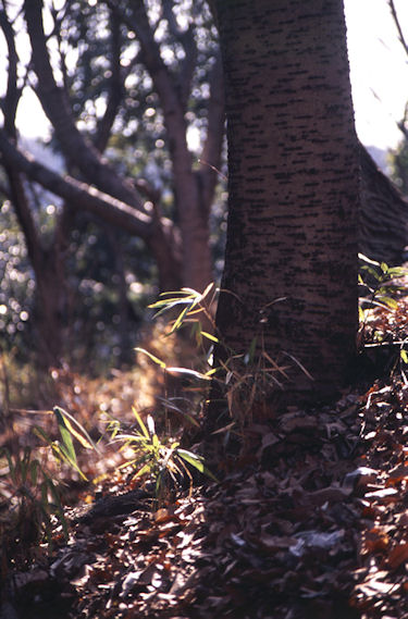 津久井湖〈渇水〉22