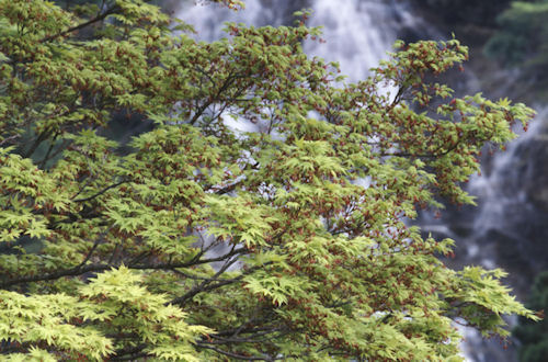 養老渓谷01粟又の滝