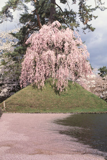東北07弘前公園