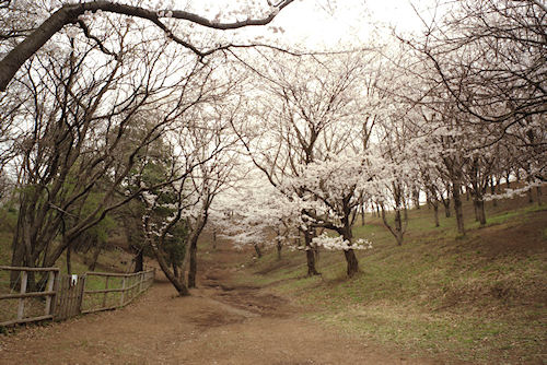 大池公園　桜01