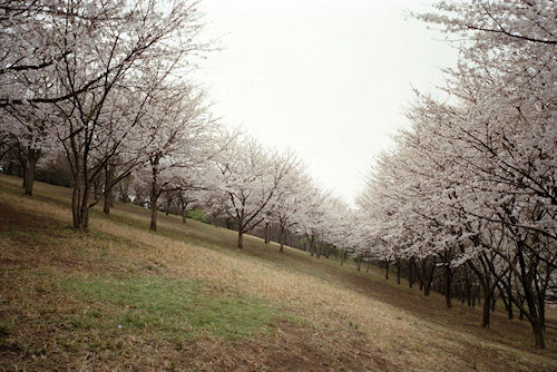 大池公園　桜02