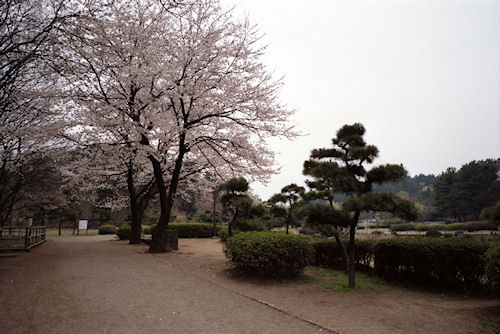 大池公園　桜07