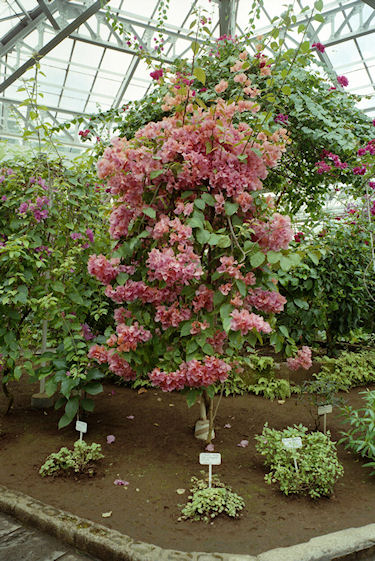 大船フラワーセンター02