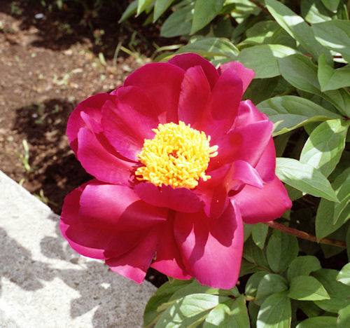 大船フラワーセンター03