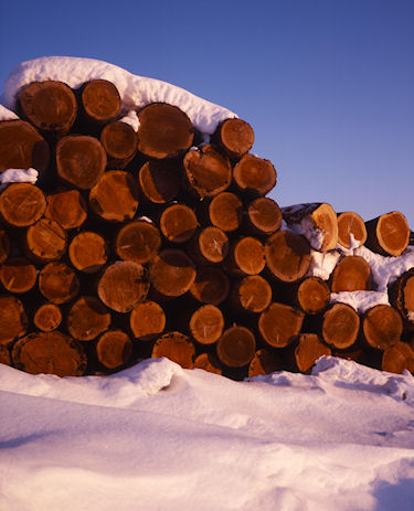 美瑛町/美馬牛21