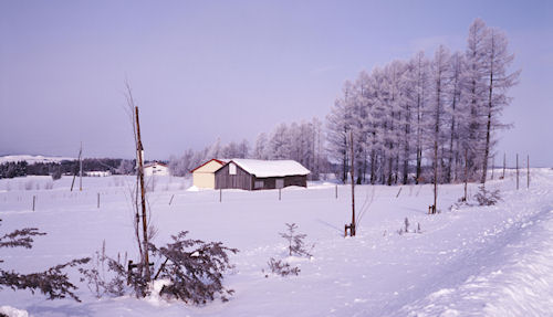 美瑛町/美馬牛34