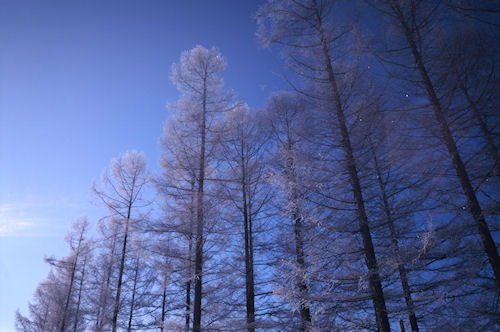 美瑛町/美馬牛35