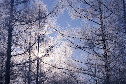 美瑛町/美馬牛36