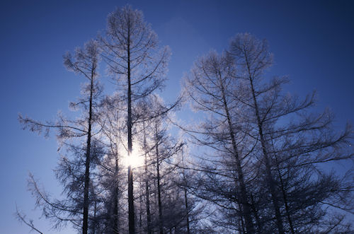 美瑛町/美馬牛37