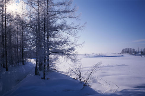 美瑛町/美馬牛38