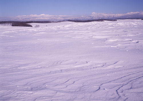 美瑛町/美馬牛46