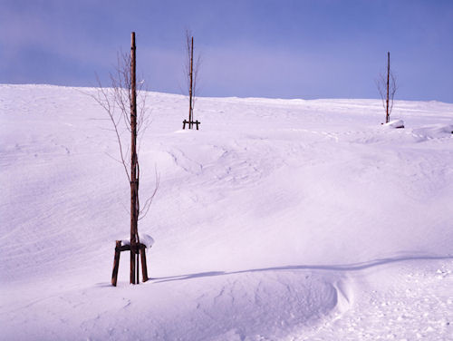美瑛町/美馬牛53