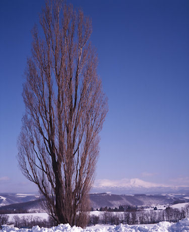 美瑛周辺13ケンとメリーの木