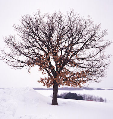 美瑛周辺17セブンスターの木