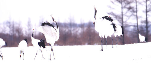 釧路28丹頂