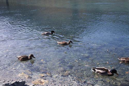 上高地02大正池