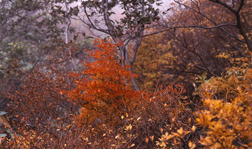 福島紅葉01