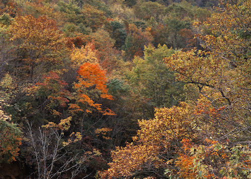 福島紅葉04