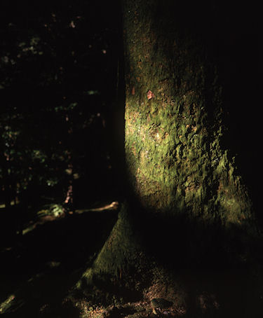 北陸07石川県　金沢市　兼六園