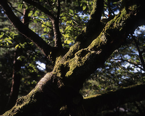 北陸09石川県　金沢市　兼六園