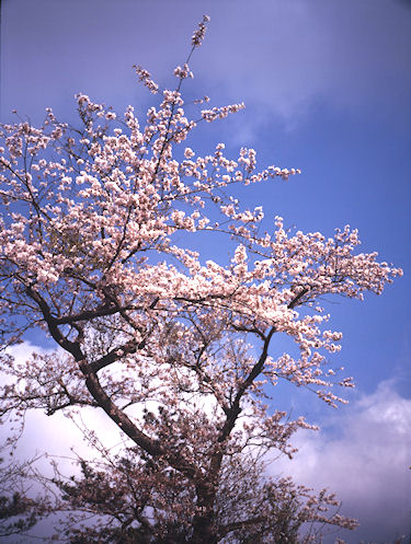 足柄桜01ヤビツ峠