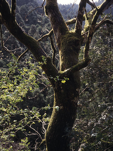 足柄桜12静岡県小山町