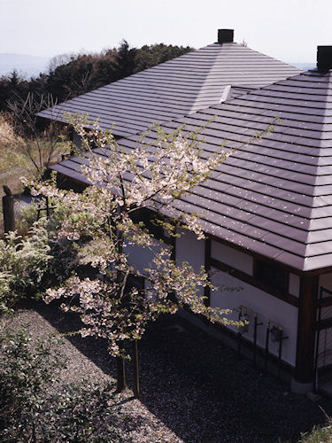 足柄桜13南足柄