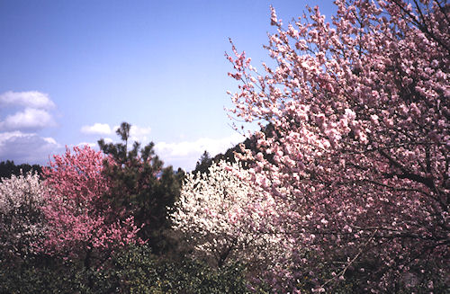 足柄桜19南足柄