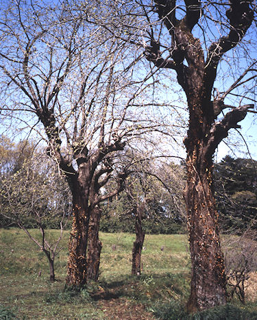 足柄桜22南足柄