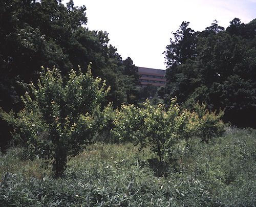 追分市民の森07