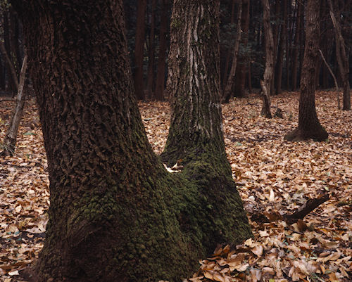 瀬谷市民の森〈秋〉01
