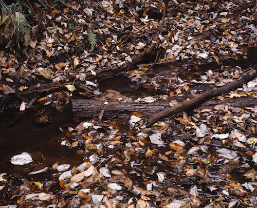 瀬谷市民の森〈秋〉02