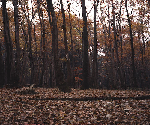瀬谷市民の森〈秋〉04
