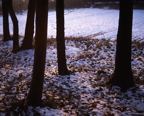 瀬谷市民の森〈冬〉01