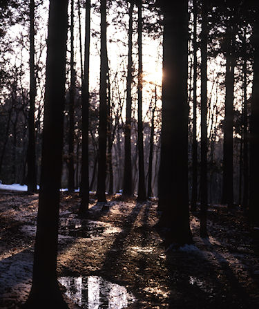 瀬谷市民の森〈冬〉03