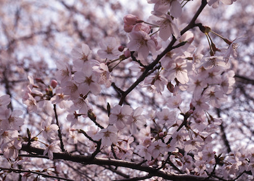 大池公園〈桜〉01