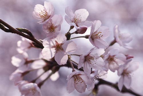 大池公園〈桜〉02