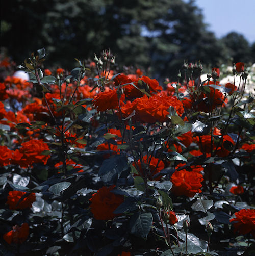 フラワーセンター大船植物園03