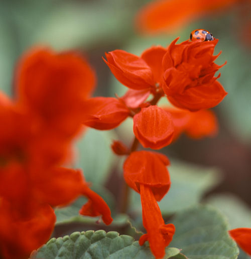 神代植物公園02