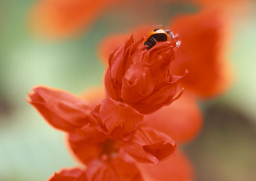 神代植物公園03
