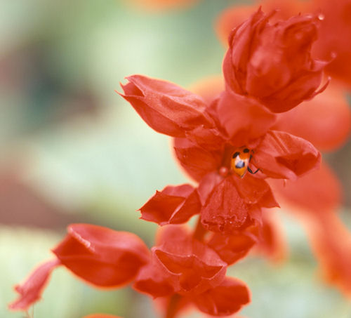 神代植物公園06