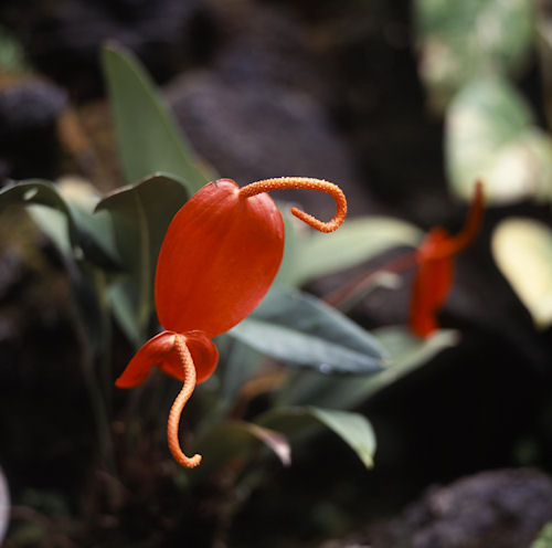 神代植物公園07