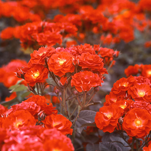 神代植物公園12